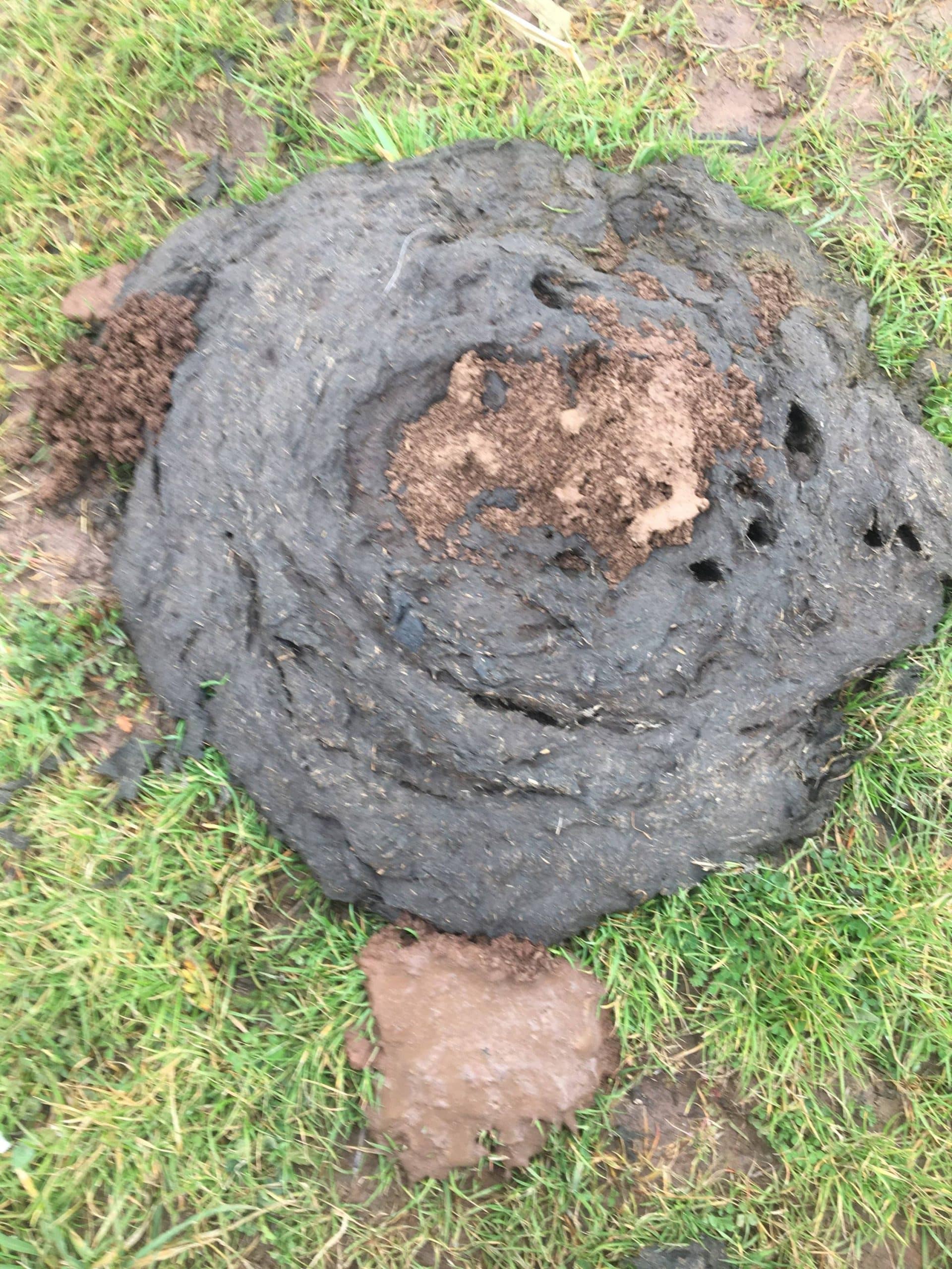 A close-up of a cow pat on grass. The cow pat appears dark and moist with bits of grass around it, partially mixing into the soil and grass below.
