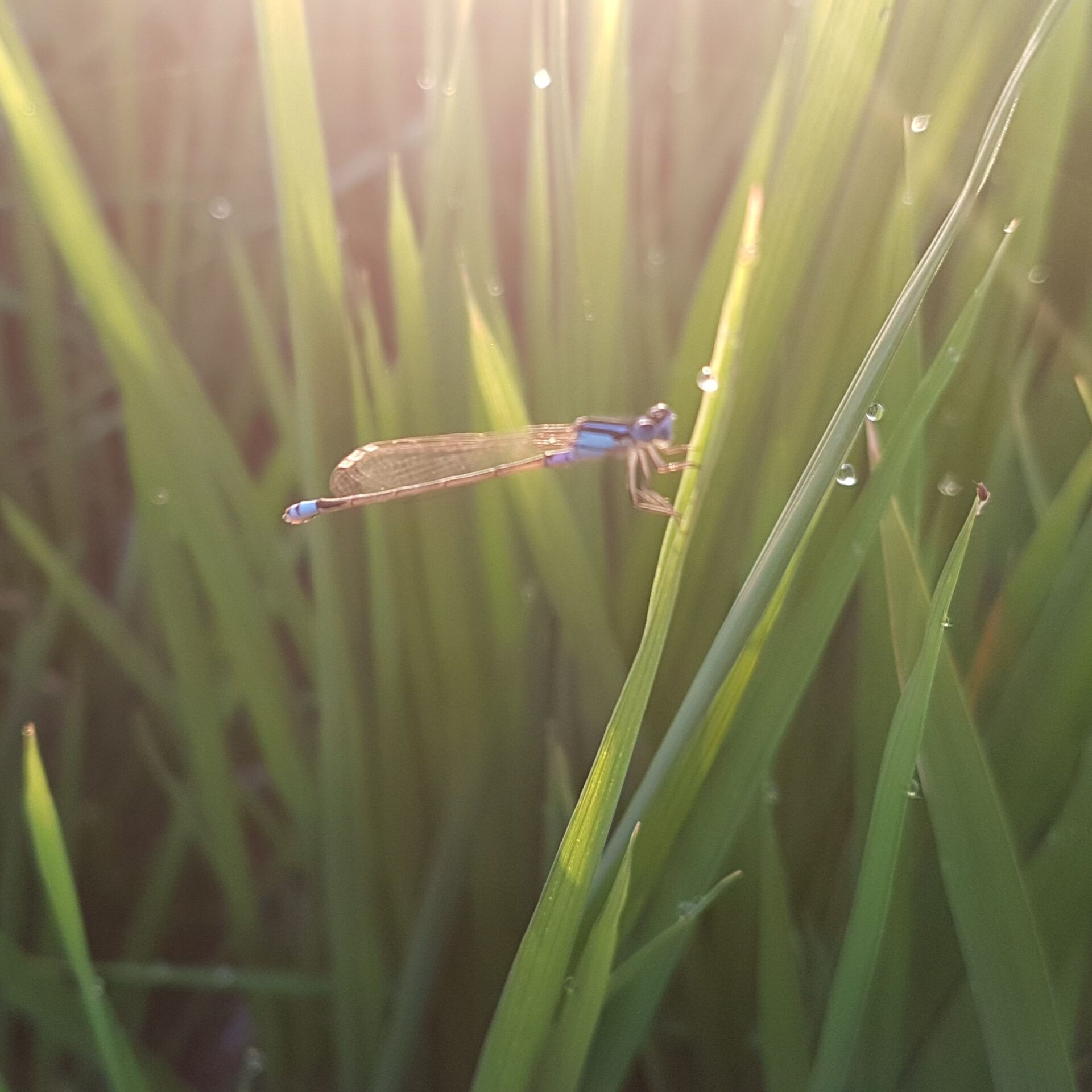 dragonfly in rice