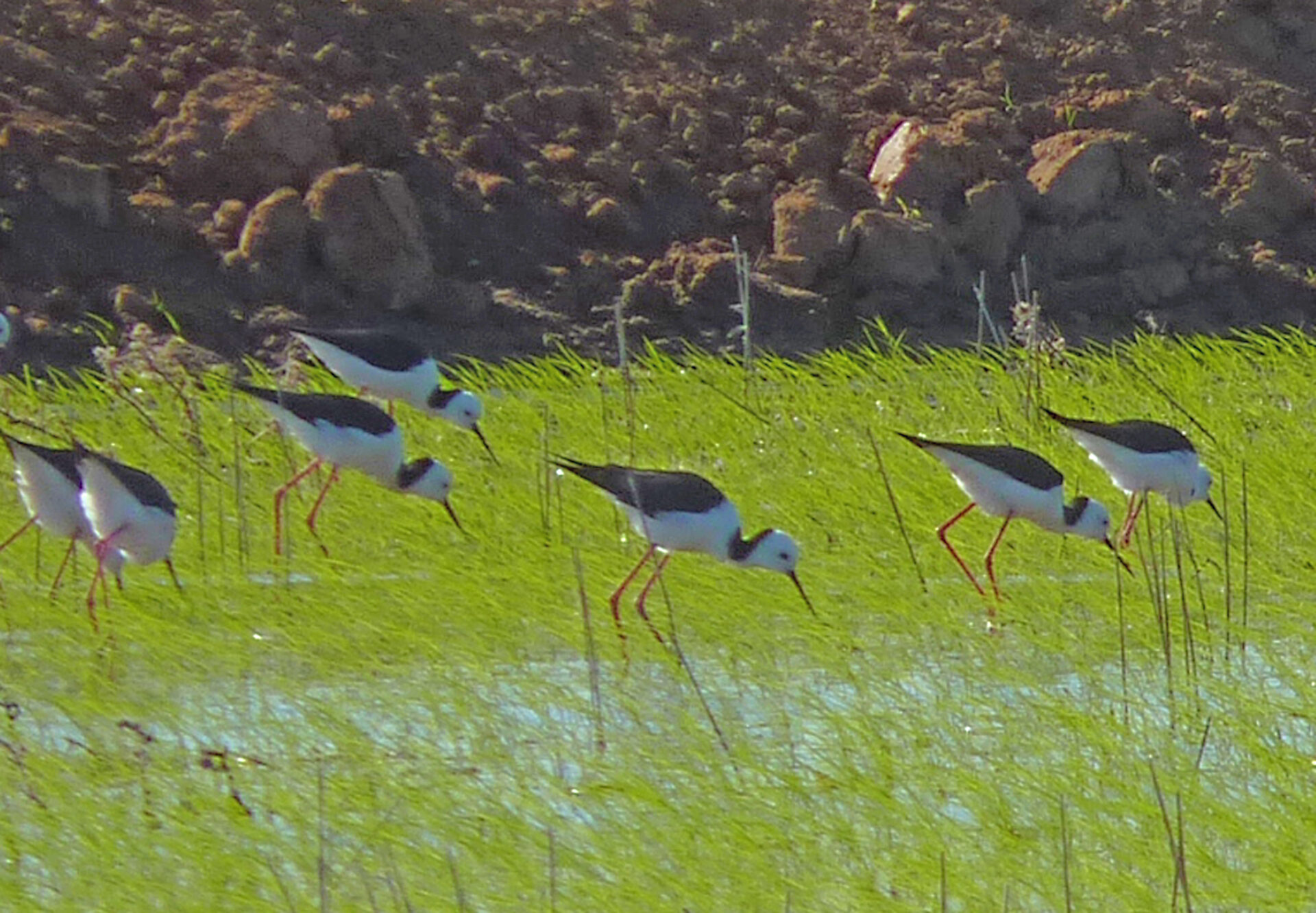 Pied Stilts in rice